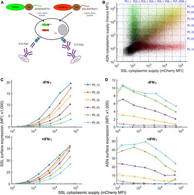 A Mechanistic Model for Predicting Cell Surface Presentation of Competing Peptides by MHC Class I Molecules